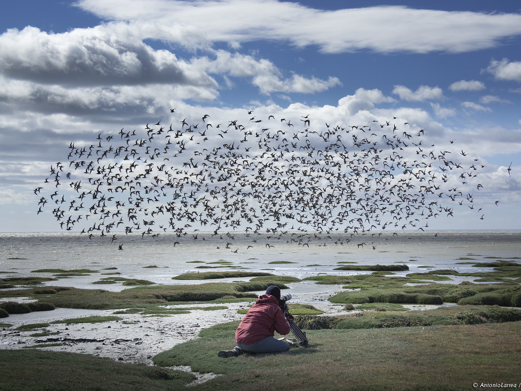Centro Bahía Lomas UST celebra Día Mundial de las Aves Migratorias sorteando dos pasajes a Tierra del Fuego