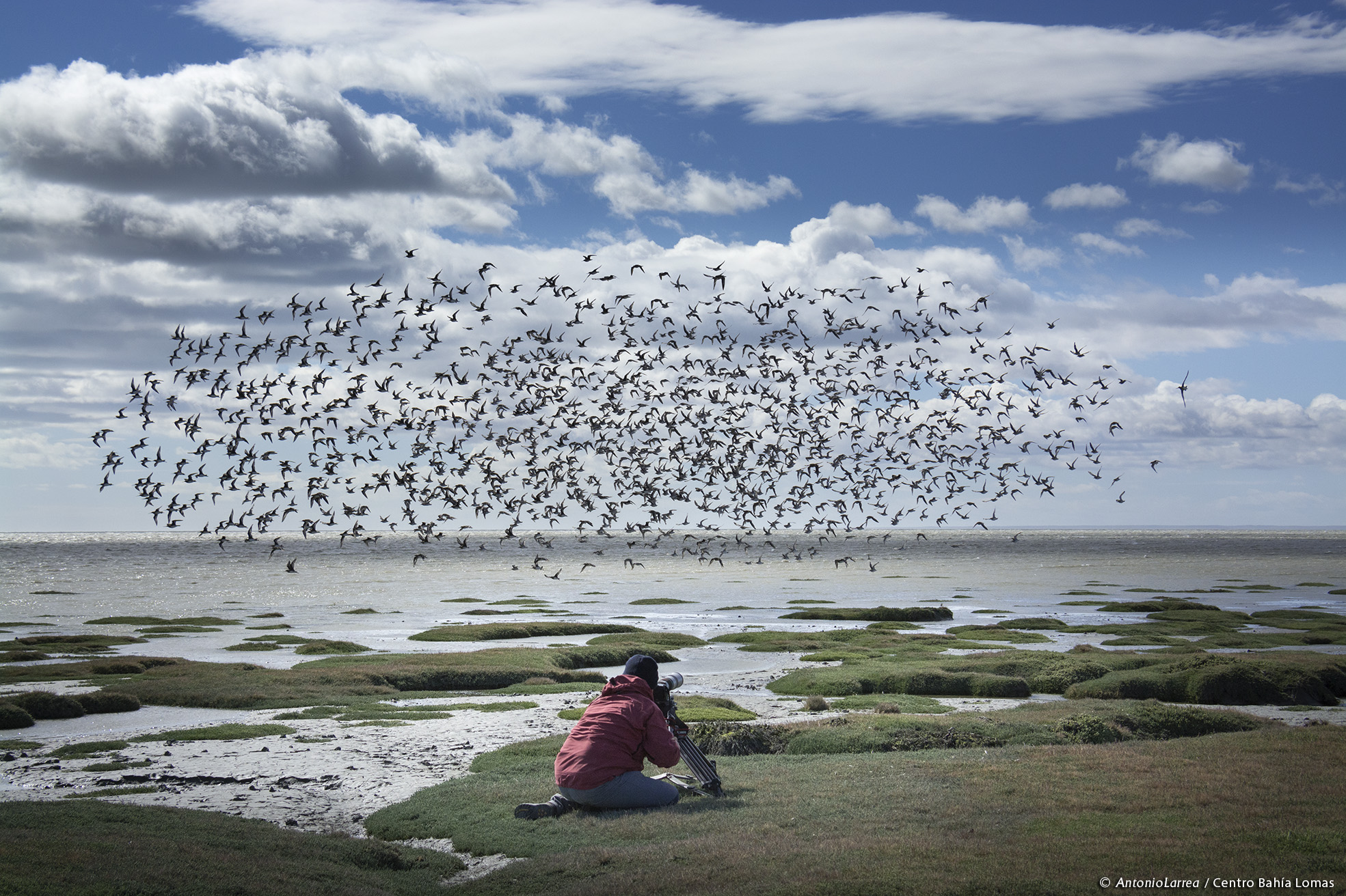 Centro Bahía Lomas UST celebra Día Mundial de las Aves Playeras sorteando dos pasajes a Tierra del Fuego