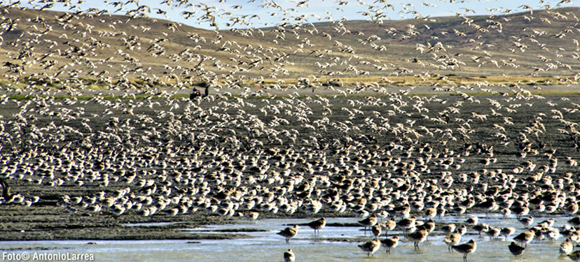 Implementación de acciones del Plan de Manejo del Sitio Ramsar Bahía lomas: Conservación en la Patagonia Austral