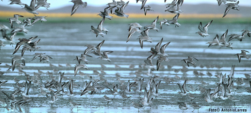 Diseño de un Plan de Rescate de Aves en el Sitio Ramsar Bahía Lomas (Tierra del Fuego, Región de Magallanes y Antártica Chilena, Chile)
